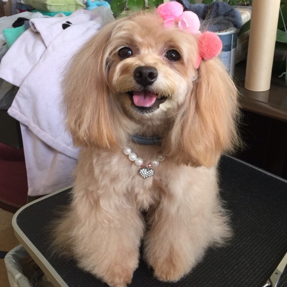 Meet your Posher, Aurora - Picture 8 of 8